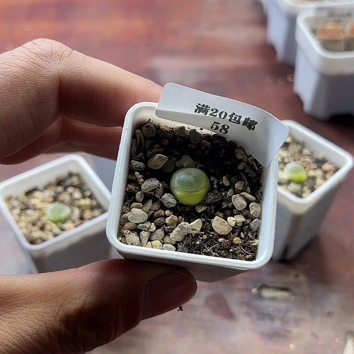 无花朵58、拉登、、、、