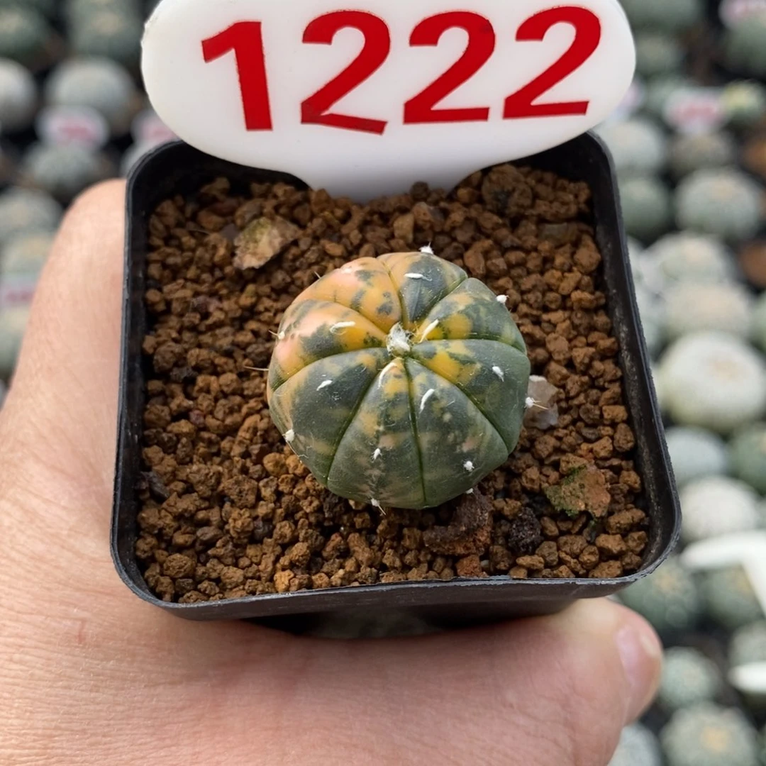 1222兜锦福利多多