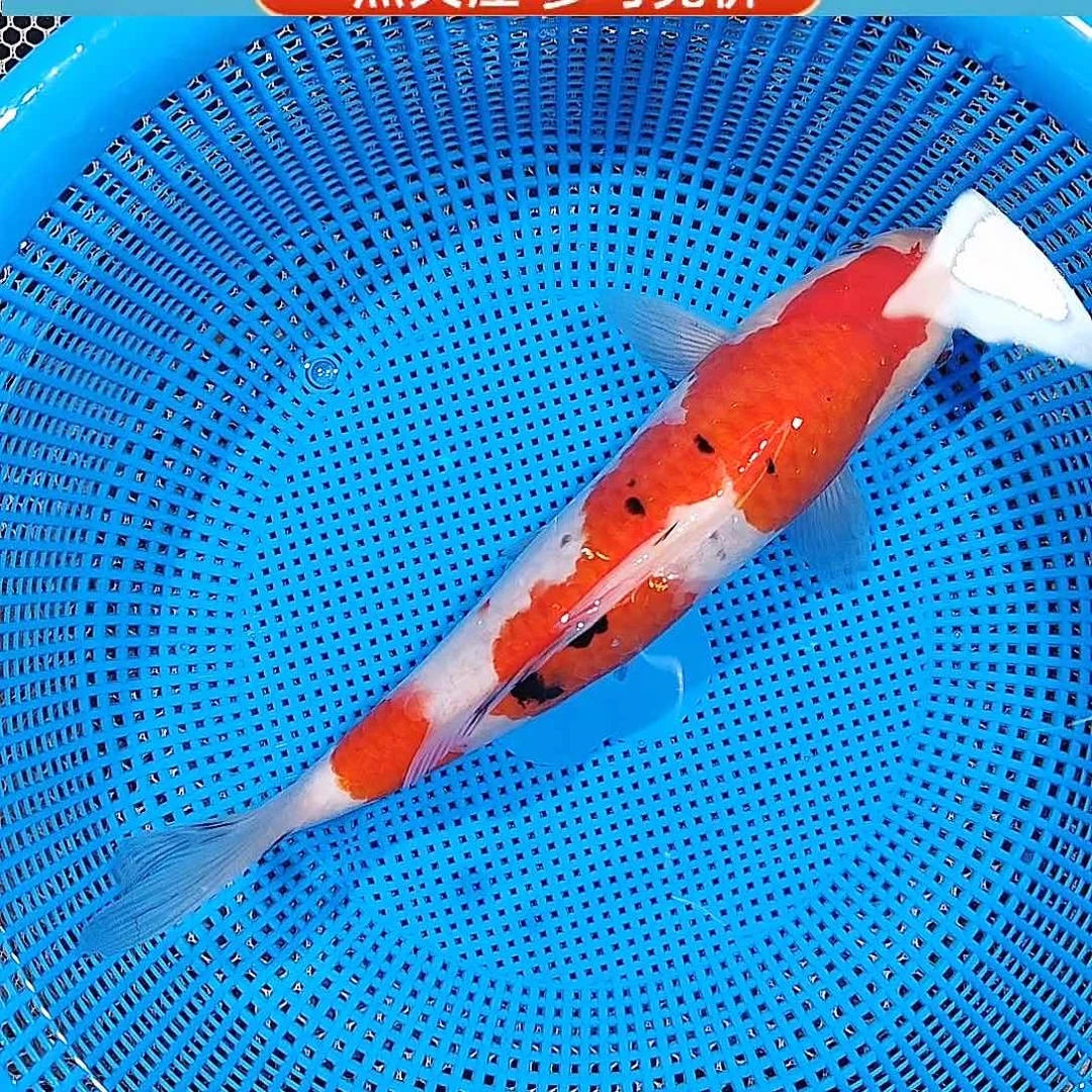 锦鲤大正 娃娃脸 头版一绝