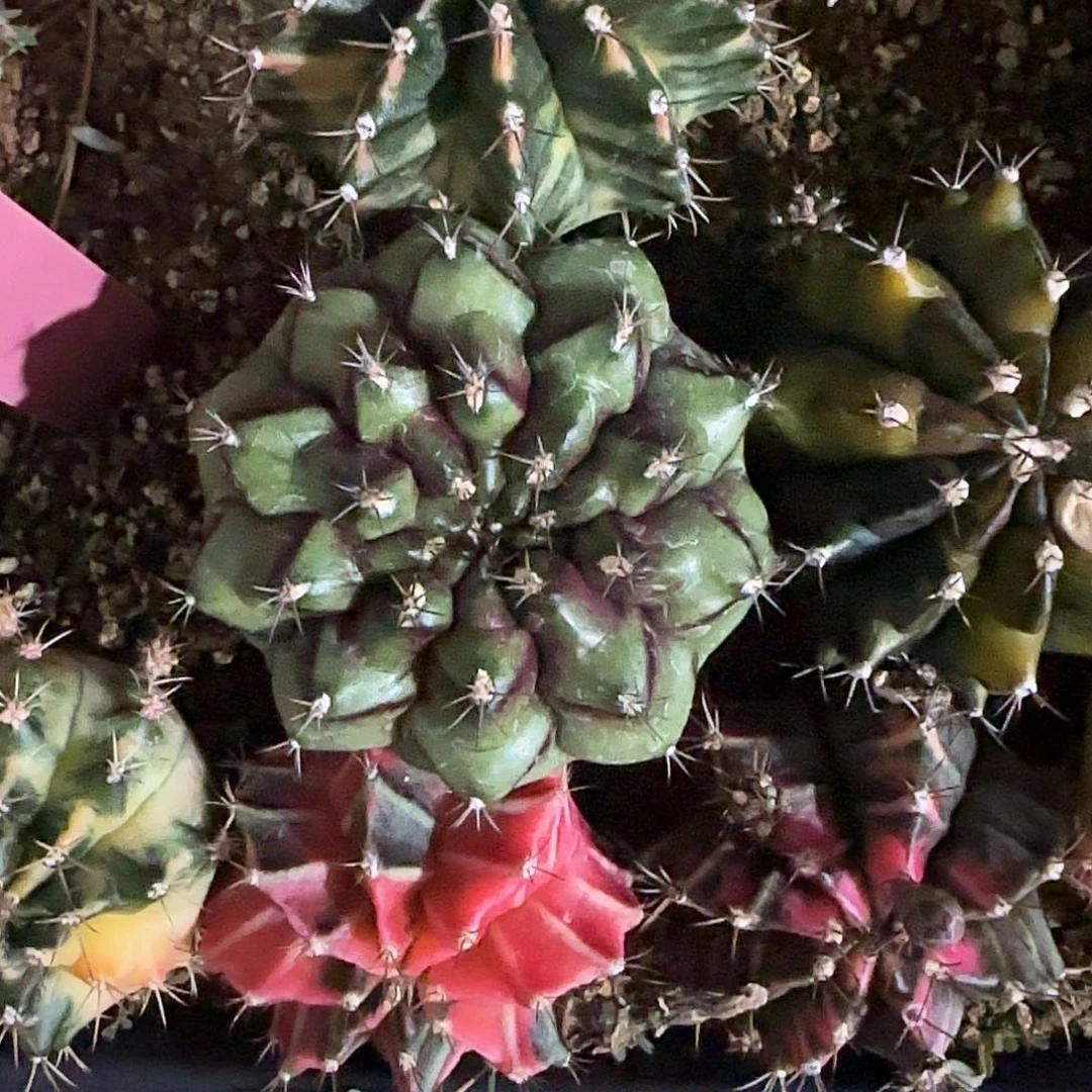 L742-0104泰国发货 花环