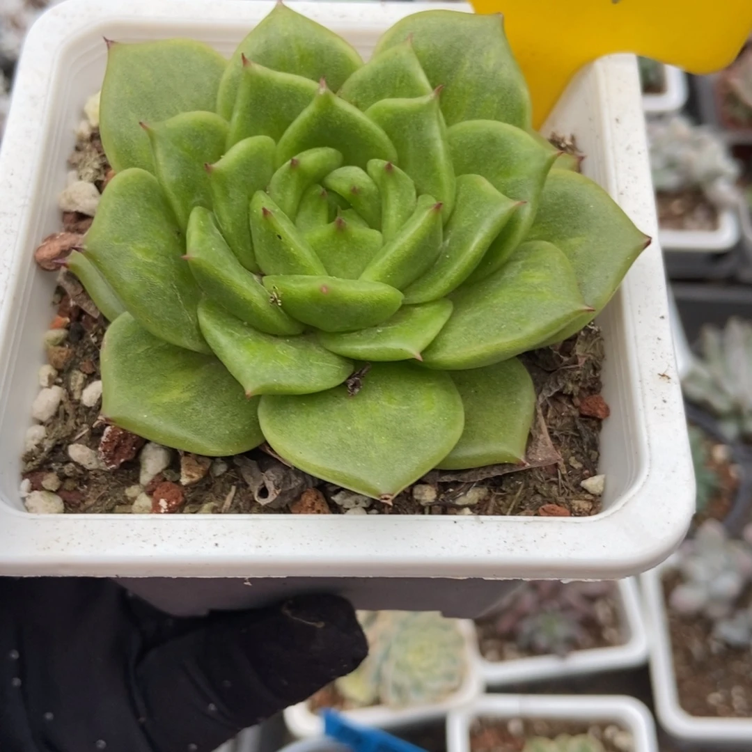 964玛利亚锦多肉植物保护