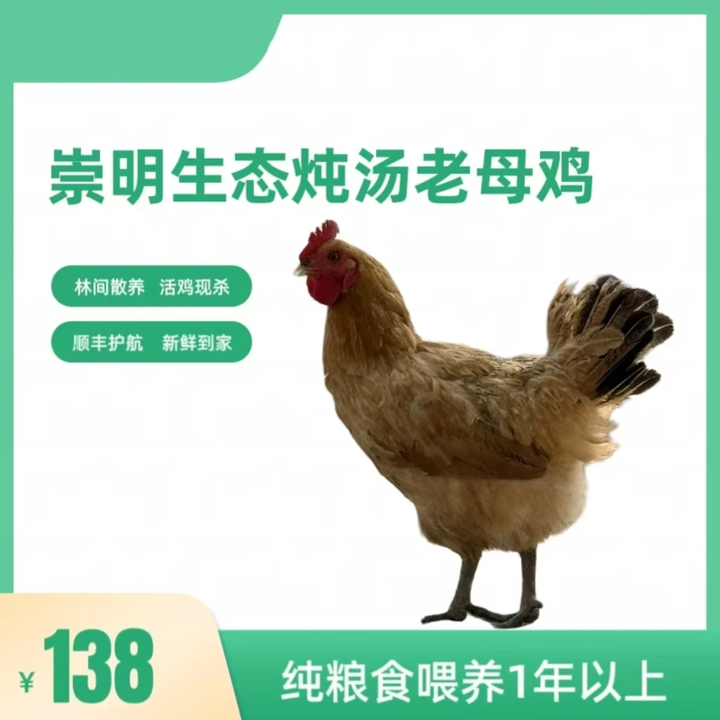 崇明树林散养老母鸡   一年以上  净重3斤以上