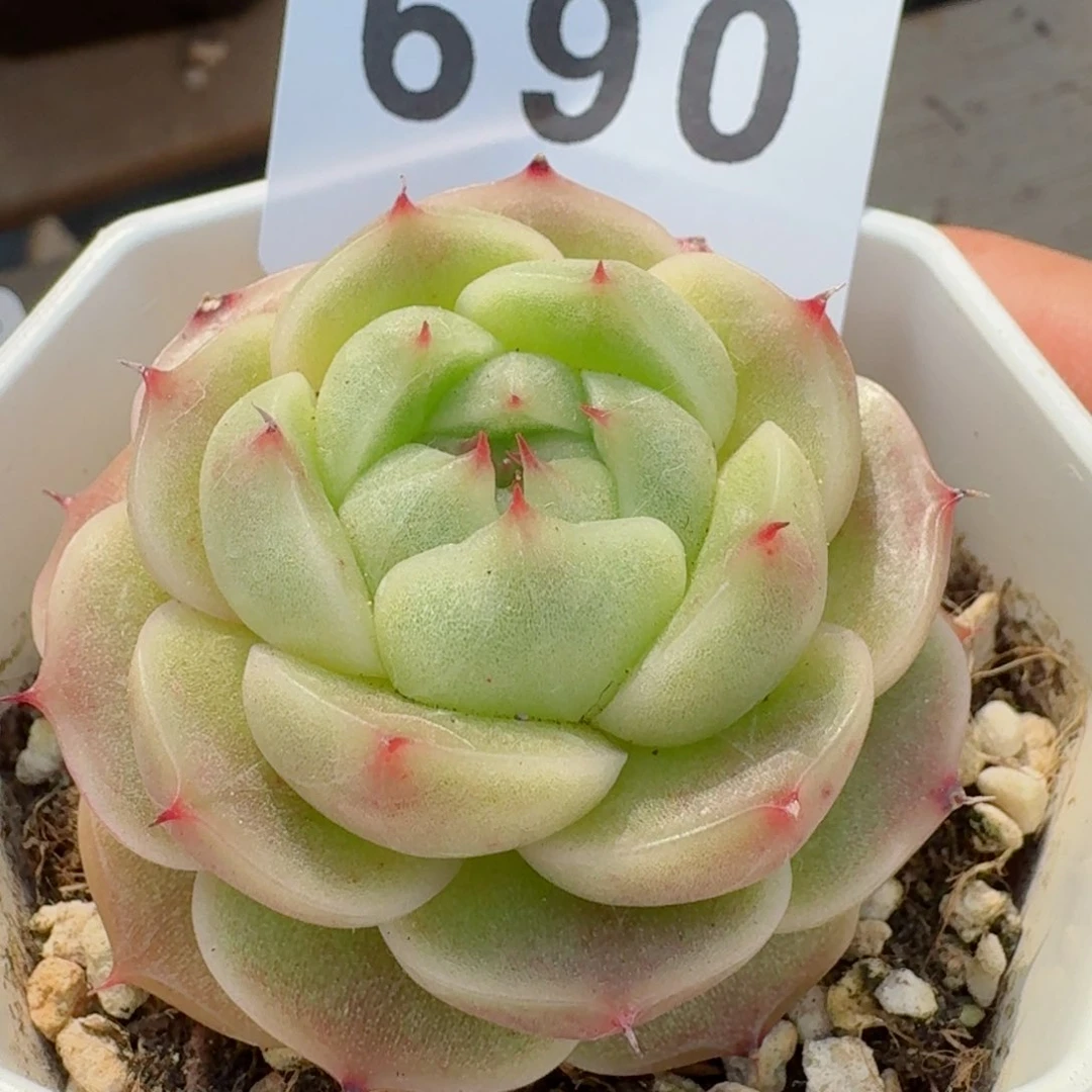 麦秆         精品多肉