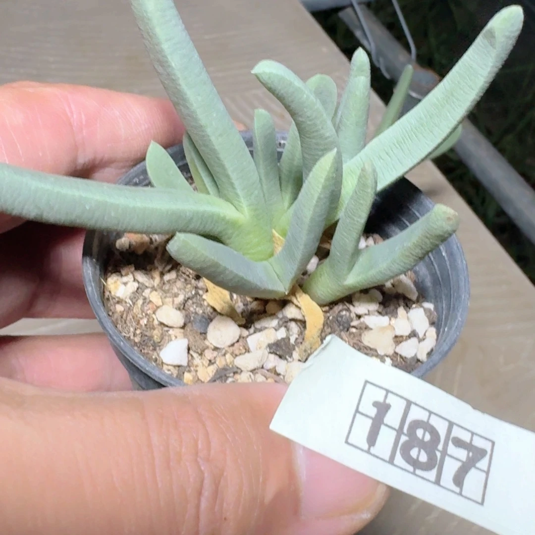 萌***噠187海妖带盆发货实生