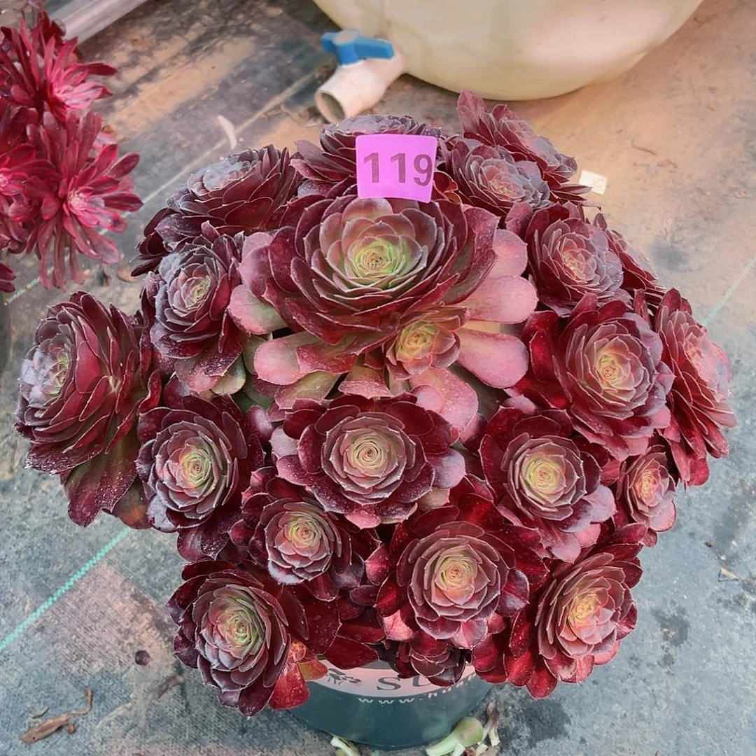 阿*119抹茶法师多肉植物