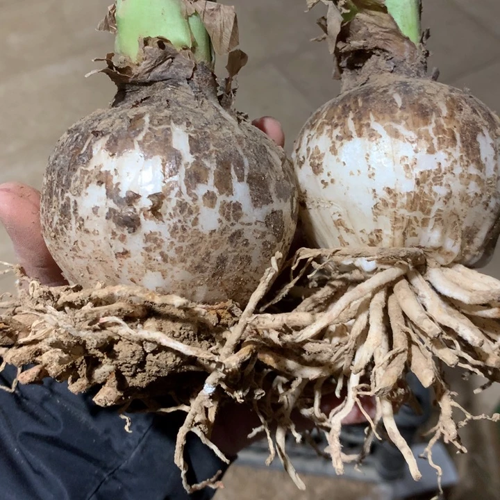 无花朵小艾朱顶红7cm+(2)