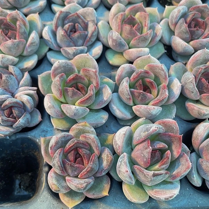 正版小紫水晶玫瑰