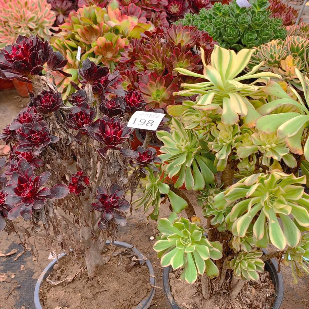 198法师组合老桩多肉