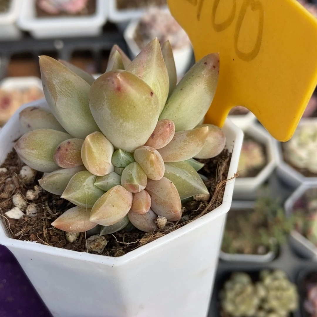 2100重楼多肉植物保护