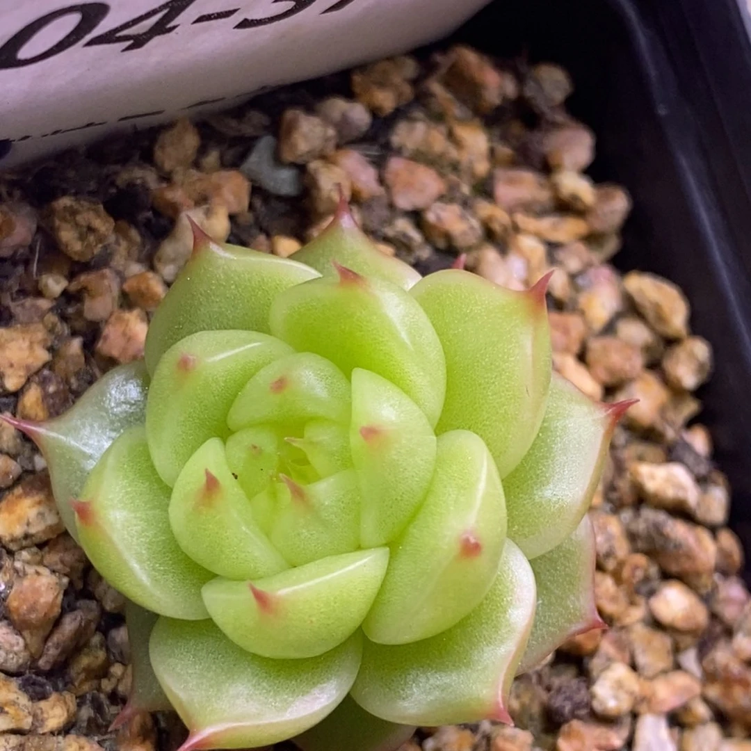 【闪购商品】04-37灯泡