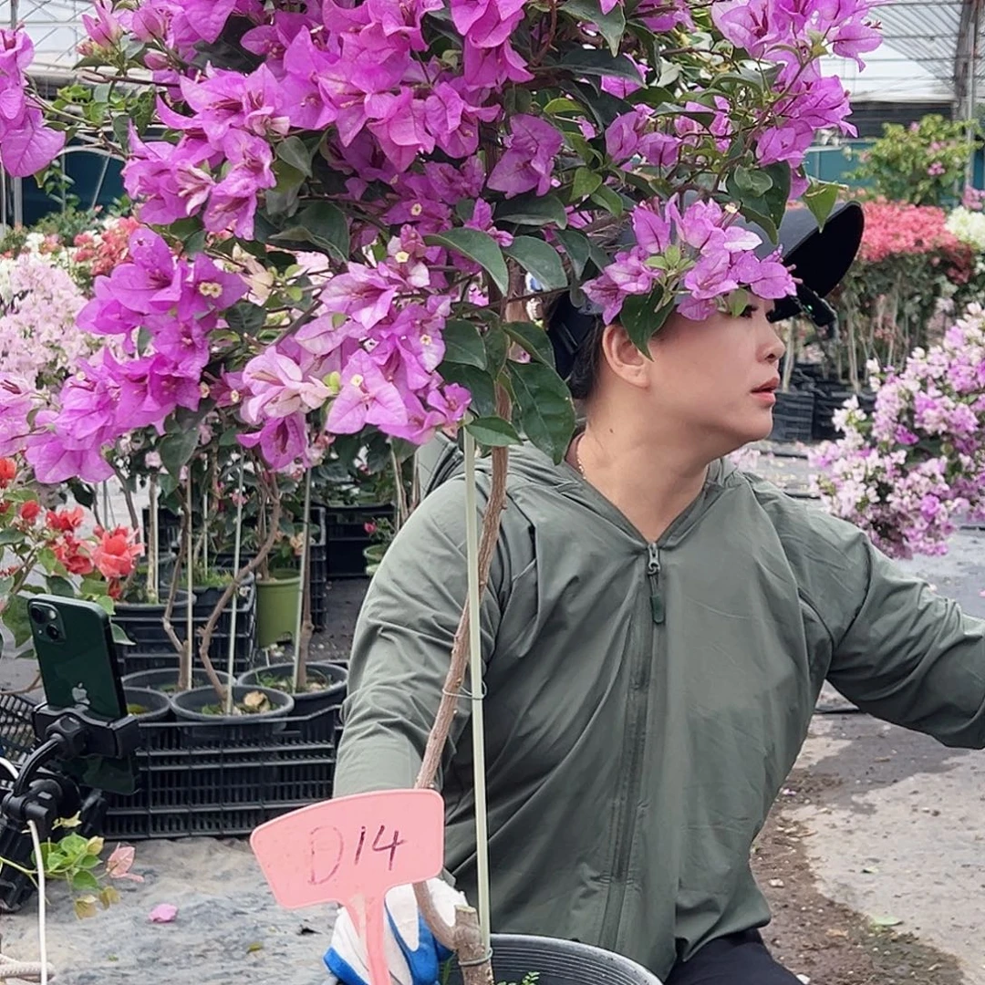 张***萍大部分花苞少量开放D14雪紫