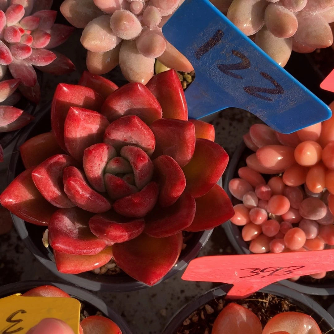 胖体和费斯托7272727