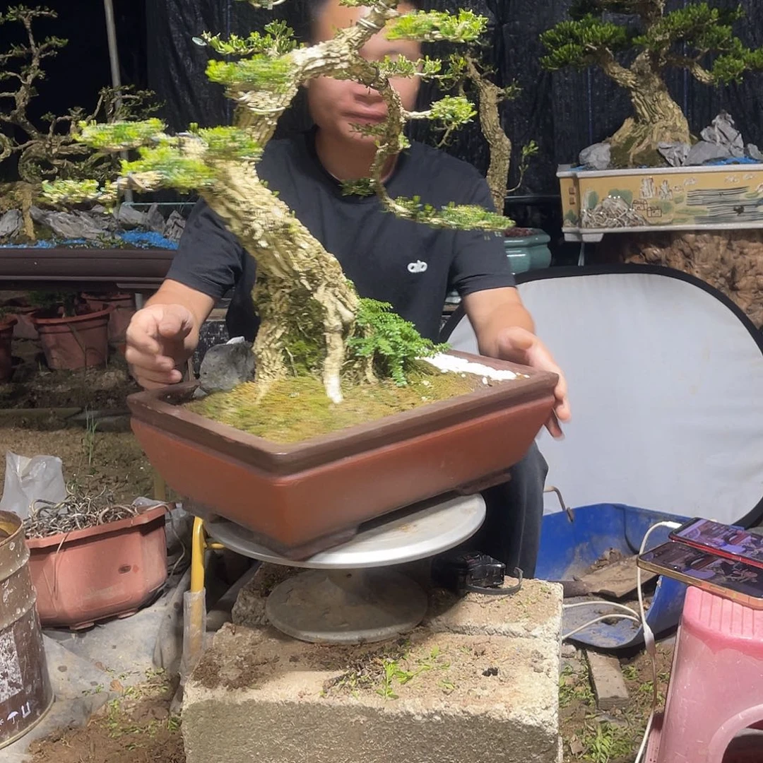 当前无花栽培后可以开花