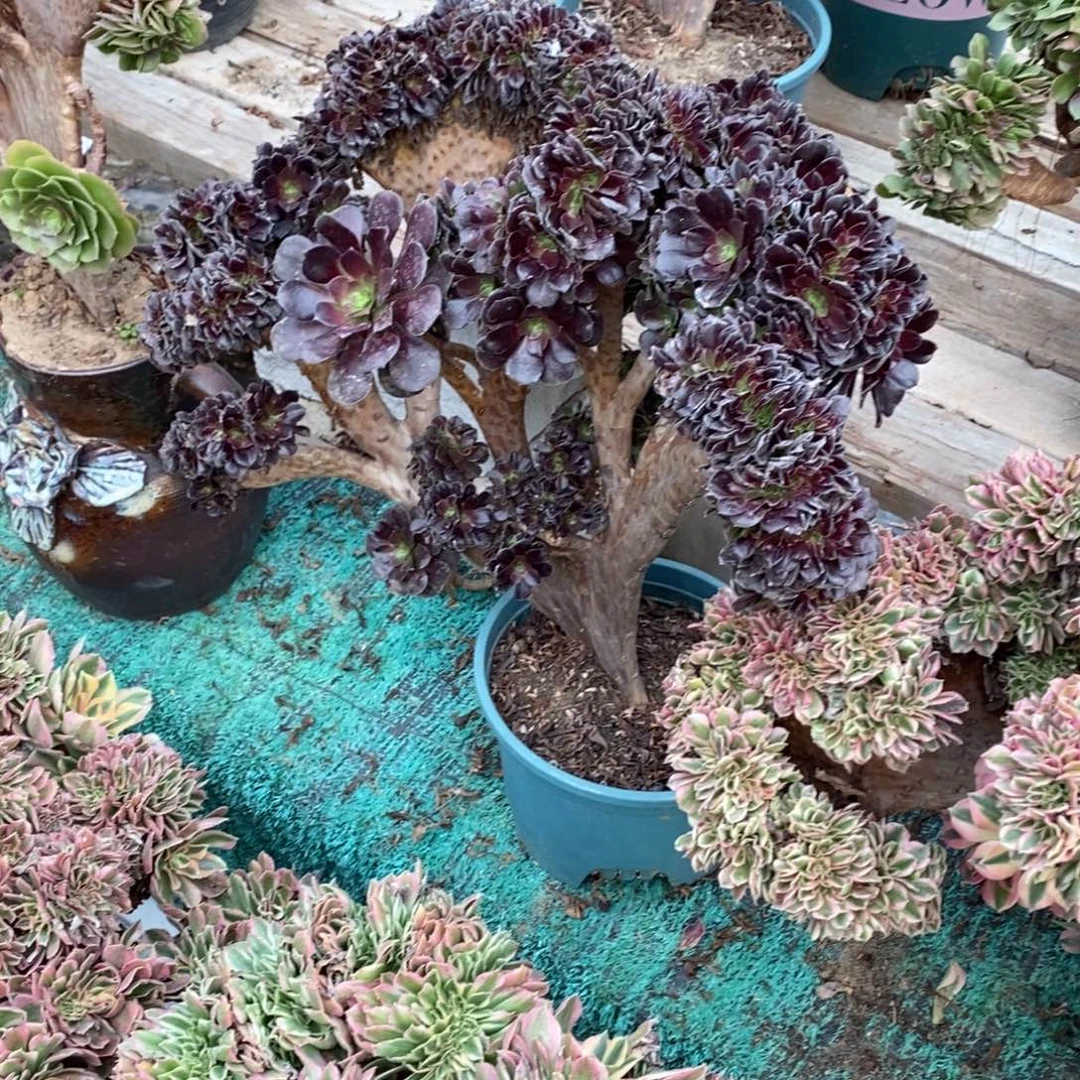 欧紫缀化1颗多肉多肉