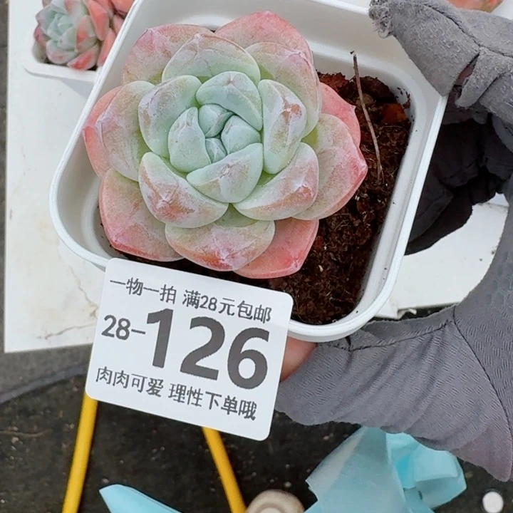 冰玉无盆土发货多肉无盆土