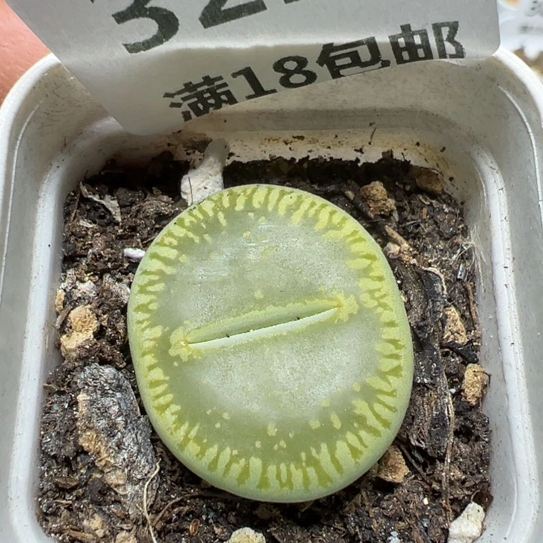 【闪购商品】 322。