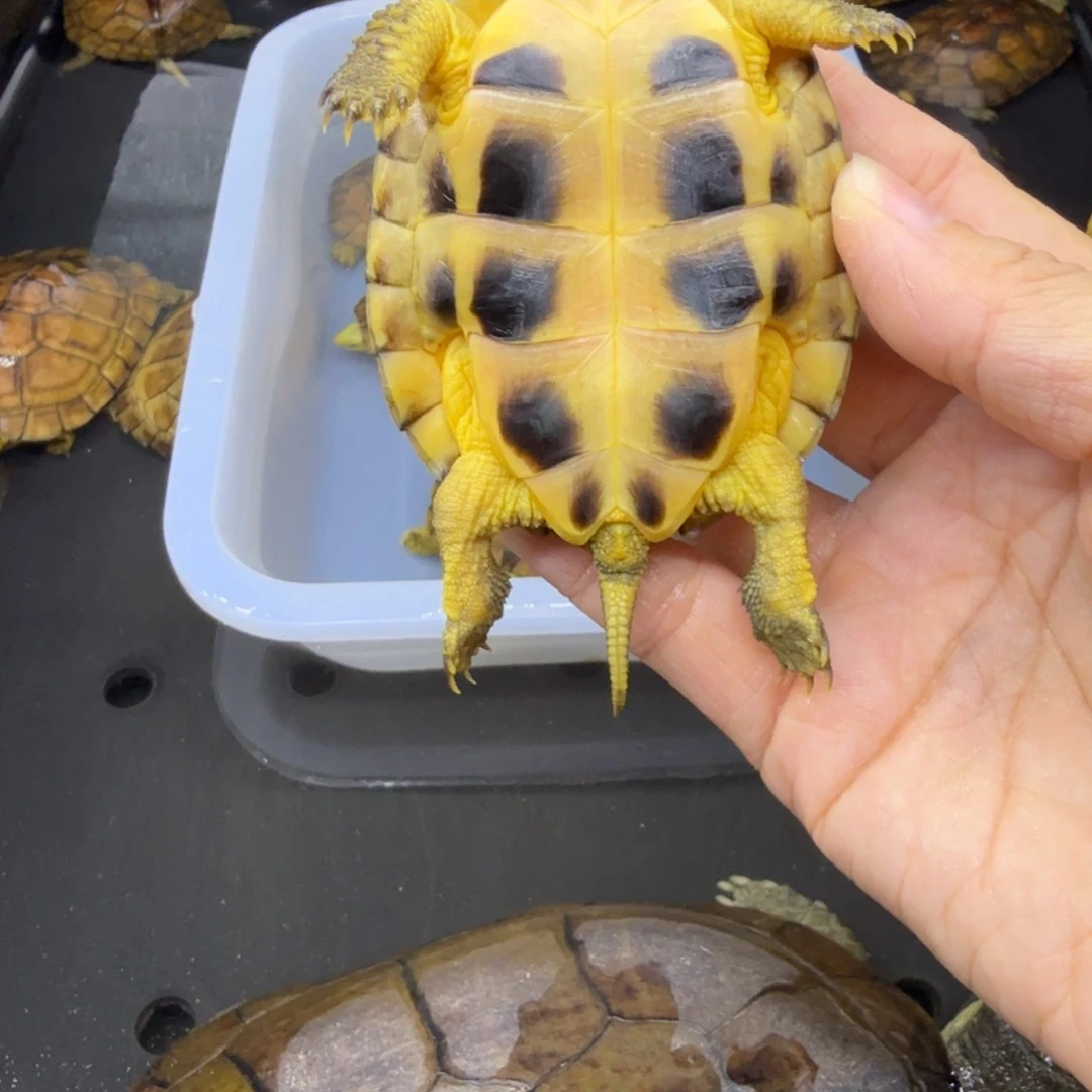 风***、公母搭配宠物龟背甲7.1