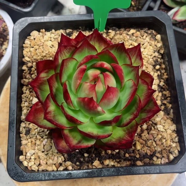 夏****惊鸿仙子多肉植物A193