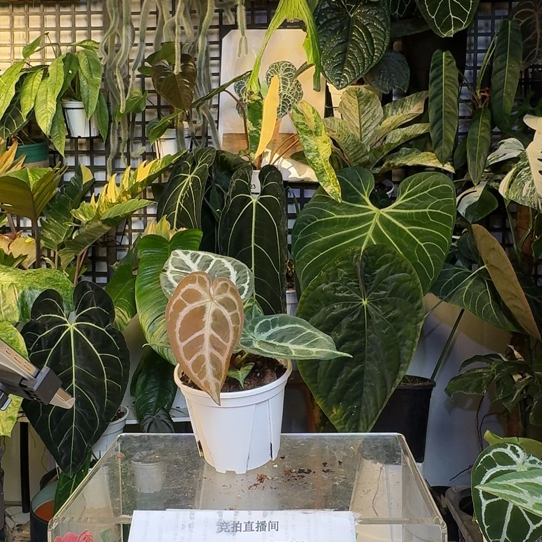 完全开放X35红水晶杂skg灰