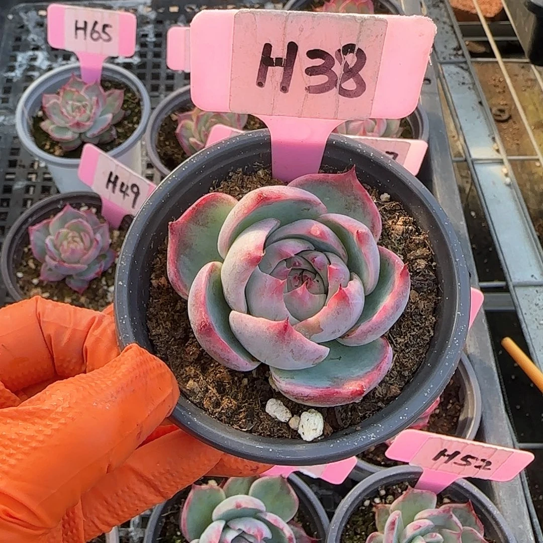 繁*JH38惊鸿单头多肉