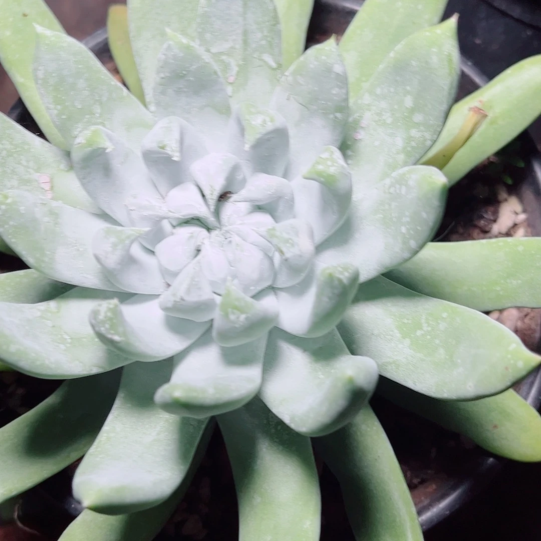 安***菜1653拇指杂交多肉