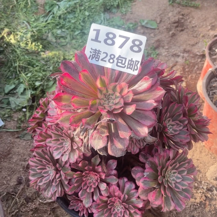 1878二号棚红铜鼓多肉植物B