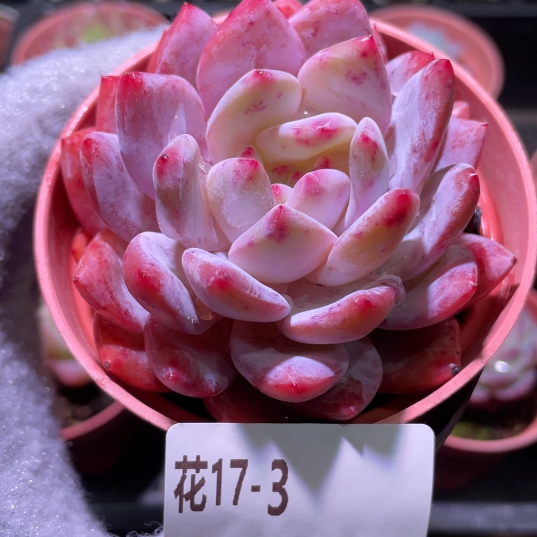 花利美17-3橙梦露