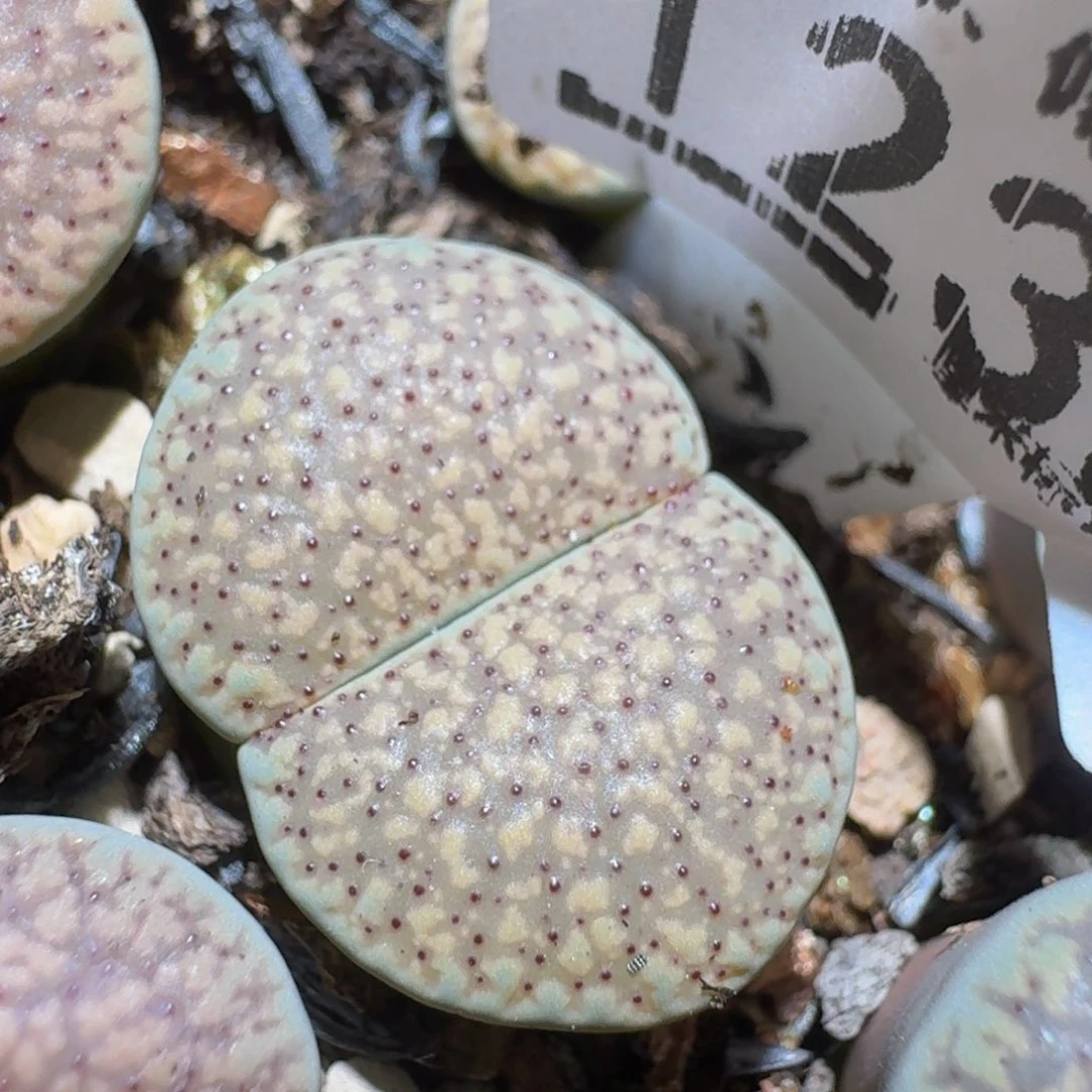 zzzz精品生石花1238