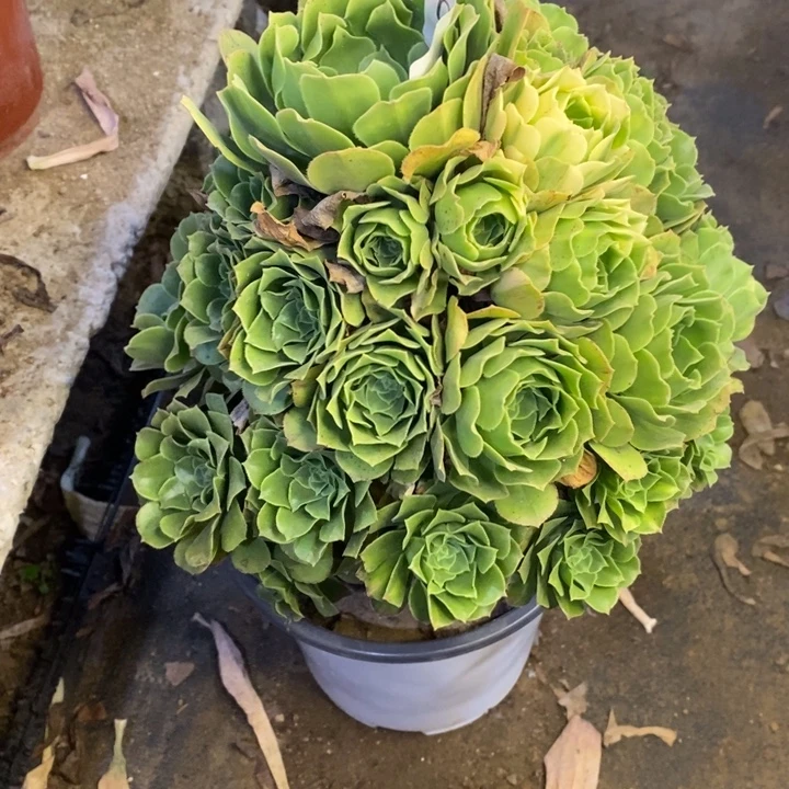绿羊绒多肉断头不包0123