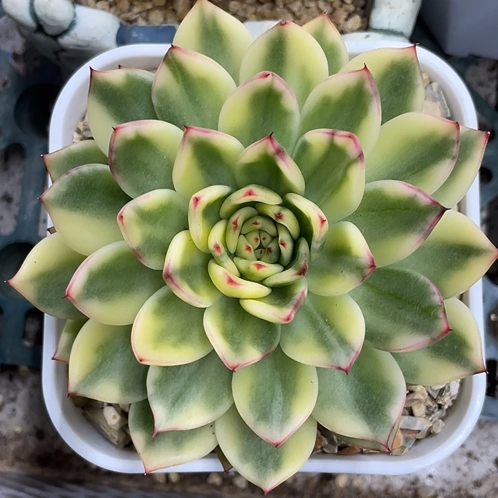 阿诗娜锦一物一拍锦龙