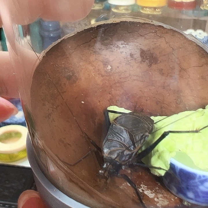 老***鬼哈哈哈哈哈麒麟一个