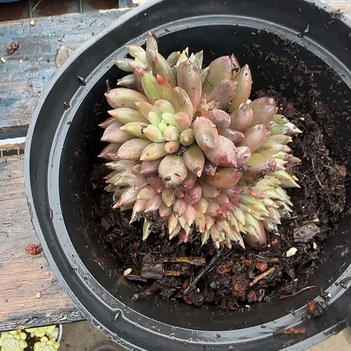 青蛙王子儿童牙膏套装11