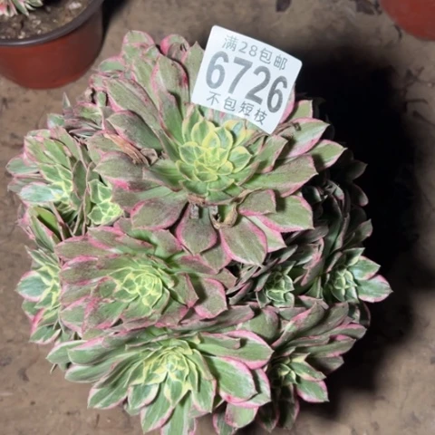 6726水蜜桃多肉植物法师