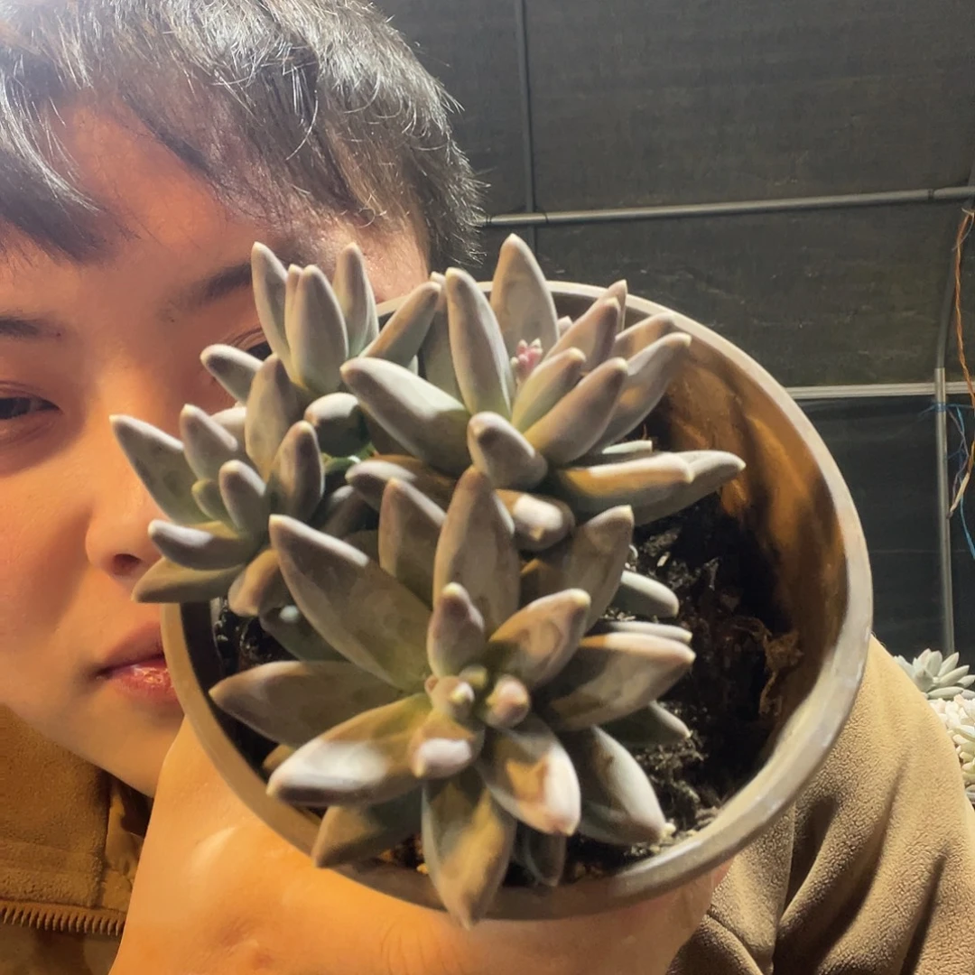 凤羽满20包邮脱土发货