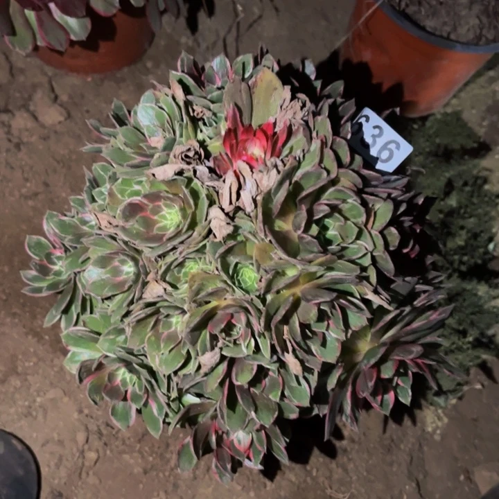 636万花筒多肉植物不售后