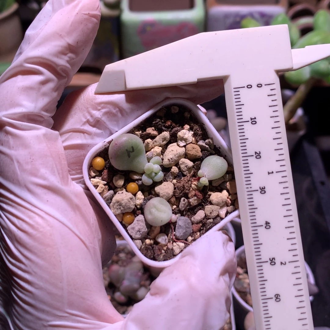 2个绿体，1个奶油萤火虫