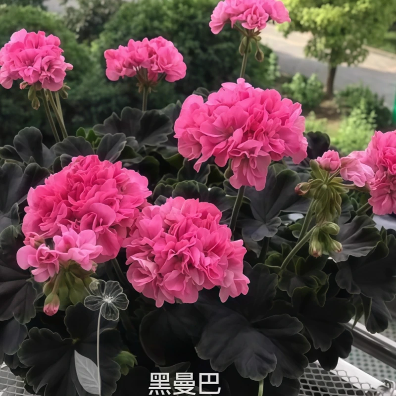 【黑曼巴彩叶】直立 带花苞多分支精品天竺葵原盆原土重瓣多季开花