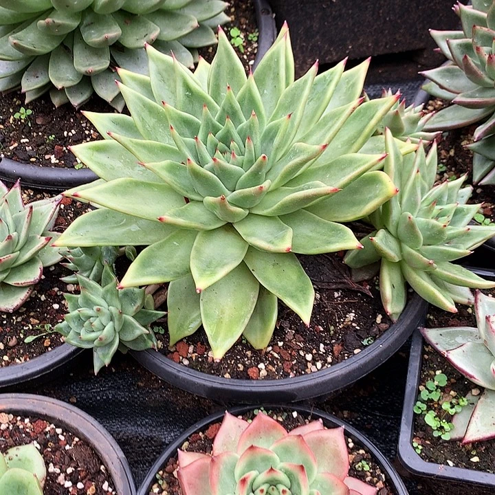 美肉特价活动开始啦