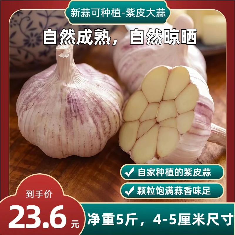 河南超低价正宗紫皮大蒜头2025年新干蒜便宜净重5斤整箱可当蒜种