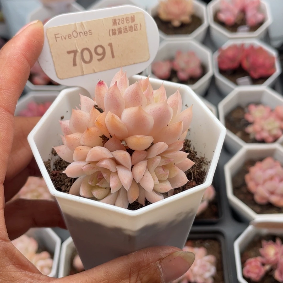 桃熏女王7091-4.5厘米