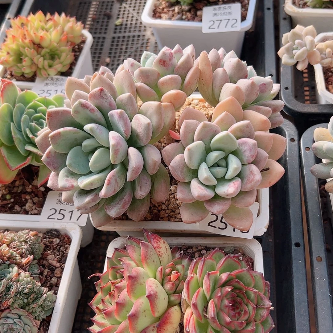 猫***咪多肉一物一拍植物2518