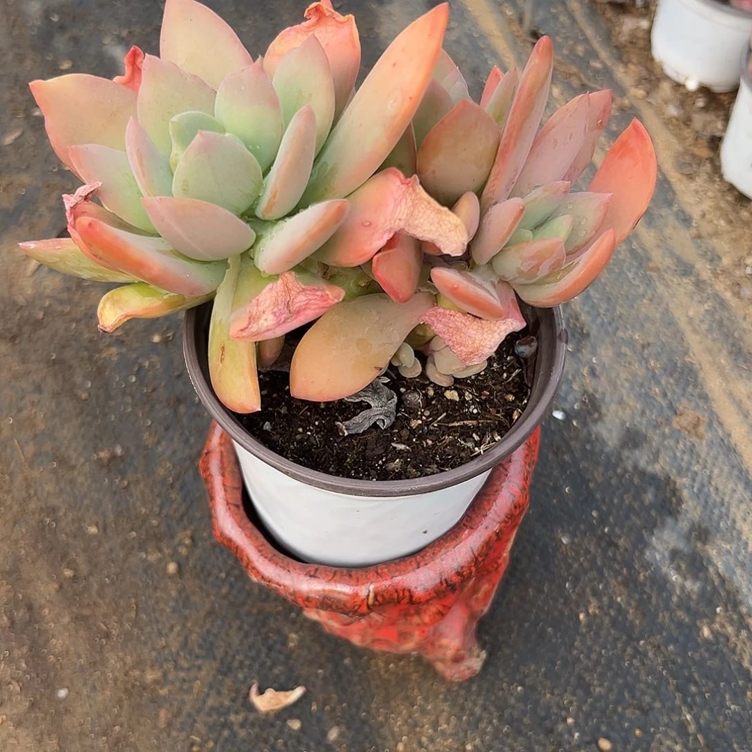 多肉植物多肉植物
