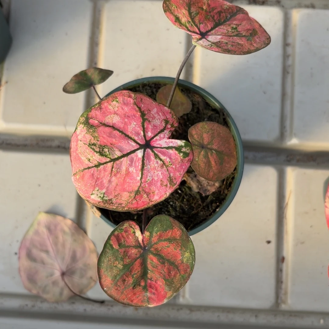 泰国彩叶芋33-1218