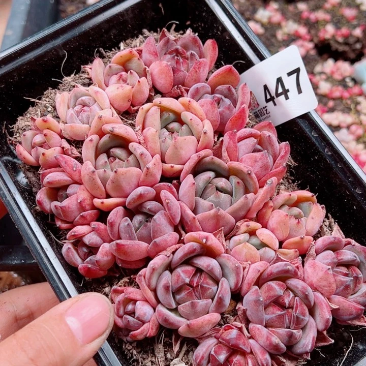 多肉植物多肉植物