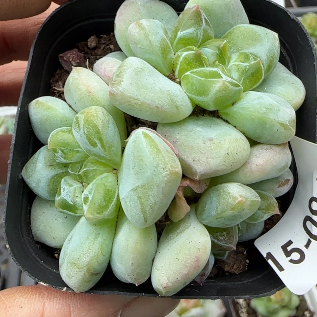 小卡拉米糖心一物一拍15-94