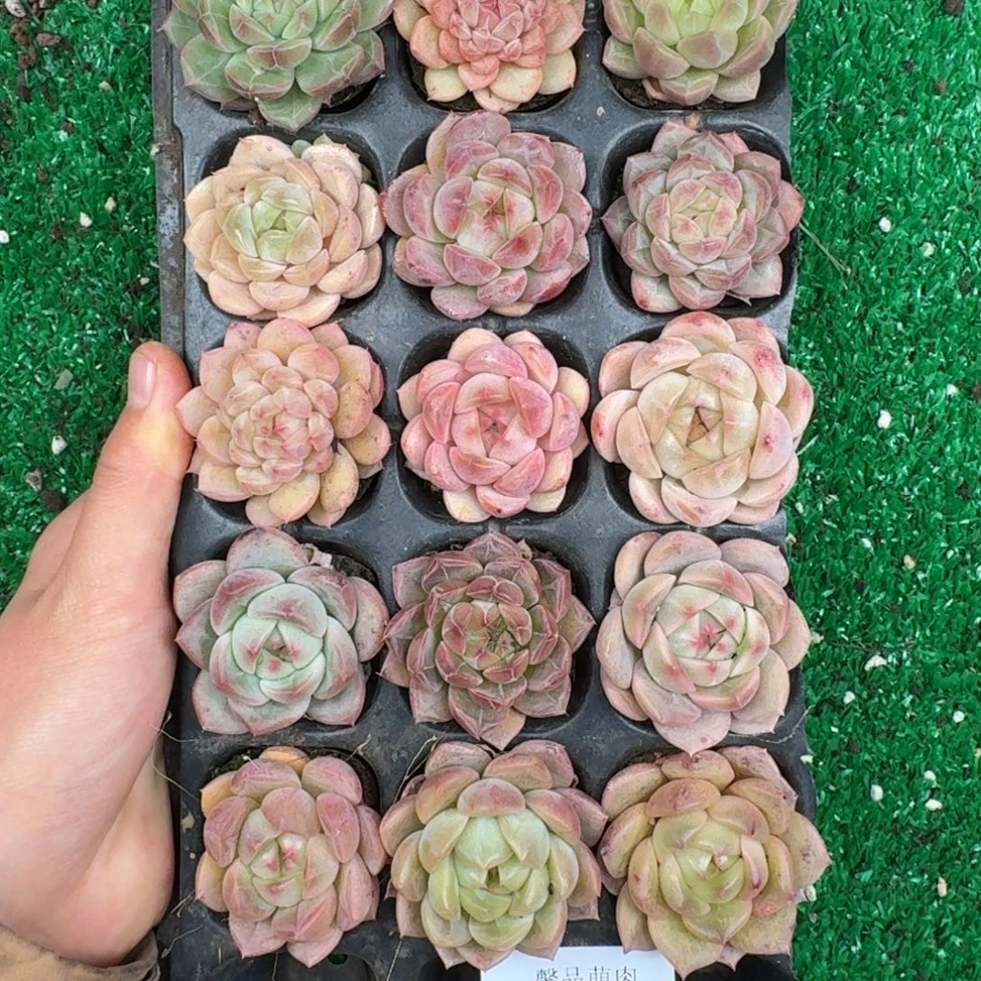 多肉一物一拍13-138