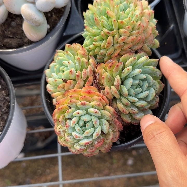 青蛙王子儿童牙膏11