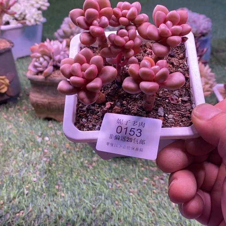 0153啊啊啊啊啊啊啊啊啊啊啊啊啊
