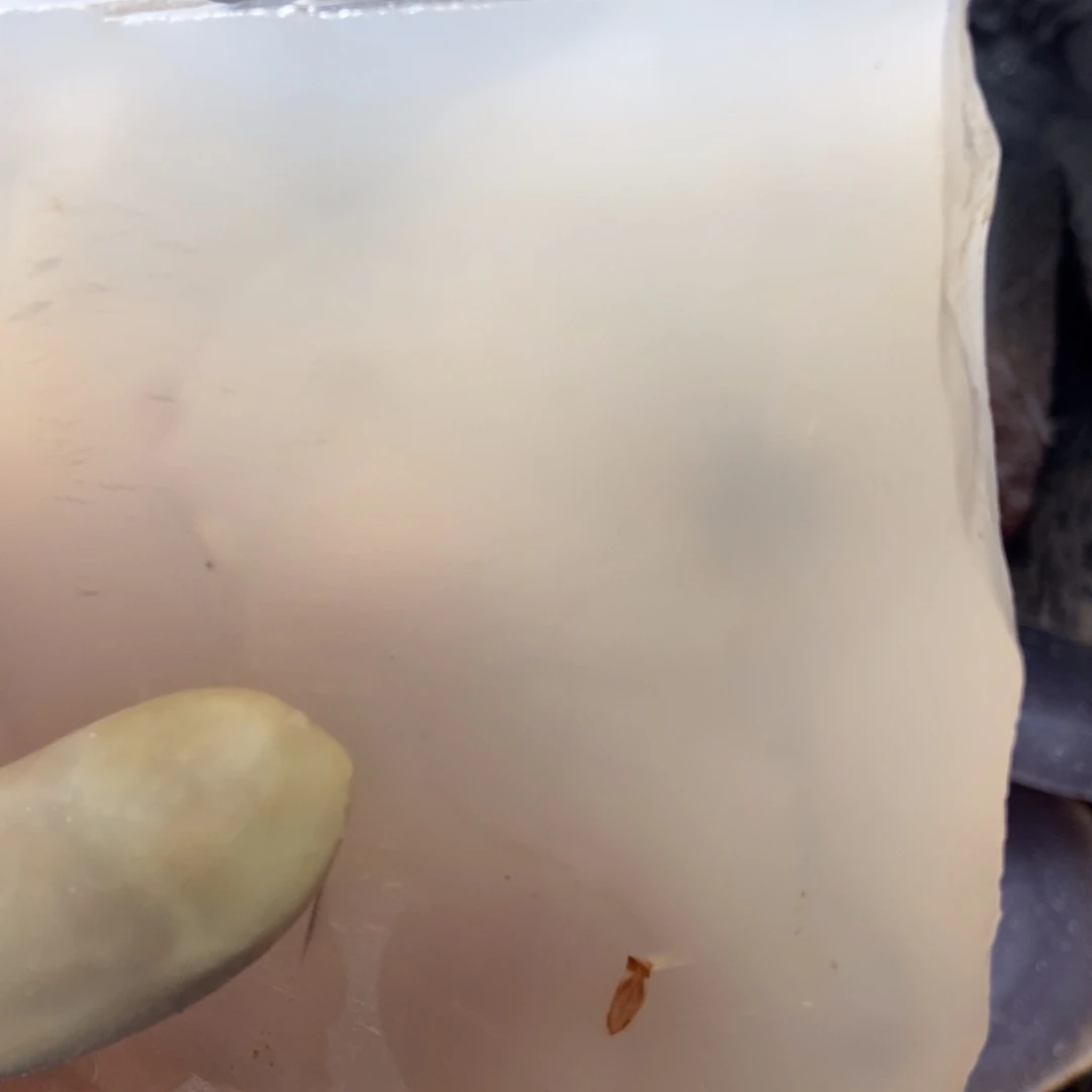 定制玛瑙草***子定制玛瑙