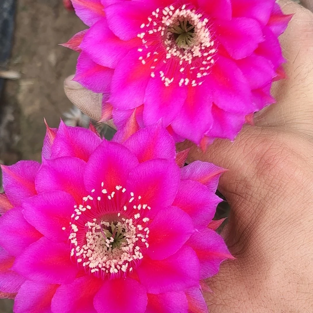 859 实生脱土脱花瑕疵
